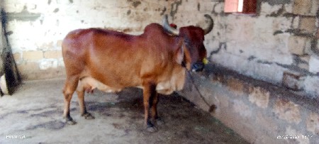 ગાય વેચવી સે
