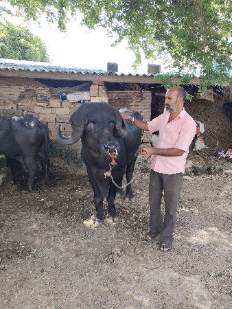 પાડો વેશવાનો છે