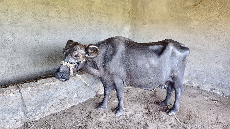 ભેંસ વેચવાની છે