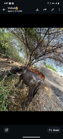 જાફરાબાદી ભેંસ