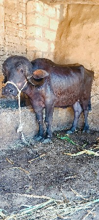 ઓરીજનલ જાફરાબાદી  ખડેલી વેચવાની છે