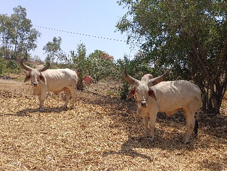બળદ વેચવાના છે