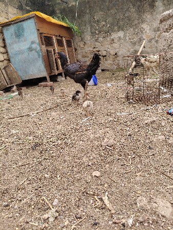 થંબનેલ 2