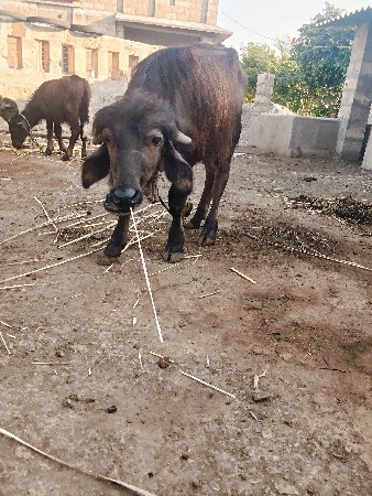 પાડોવેશવાનોસે