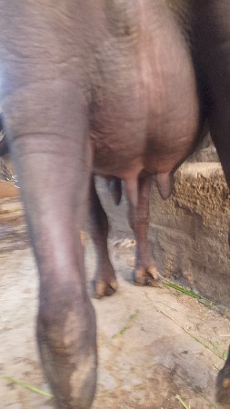 ભેંસ વેચવાની છે