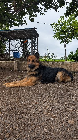 વેચવા જર્મન શેફર્ડ