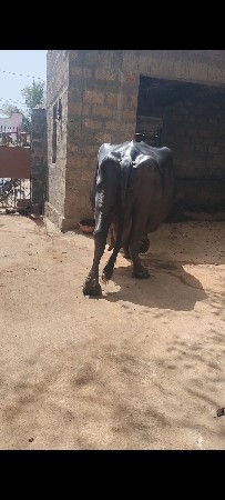 थंबनेल 3