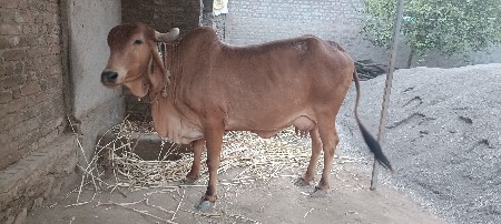 ગાય વેચવાની છે