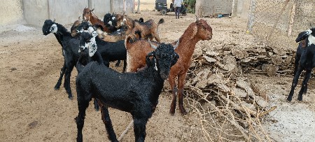 थंबनेल 3