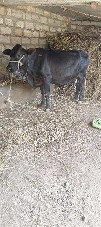 બીજું વેતર ગાભણી છે