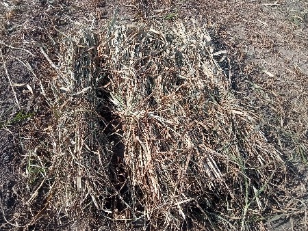 બાજરીનો ચારો