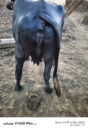 ભેંસ વેચવાની છે .