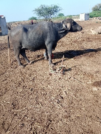 थंबनेल 2