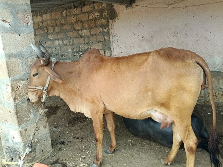 ગાય વહેંચવાની છે