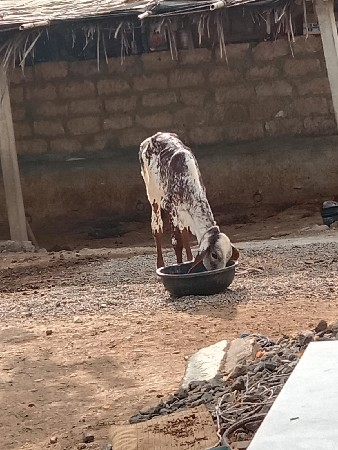 ગાય વેચવાની છે