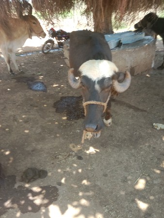 ખળેલી વેચવાની છે