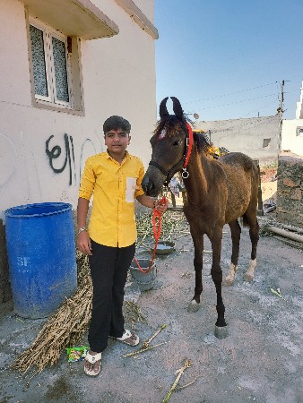 વસેરી વેચવાની છે