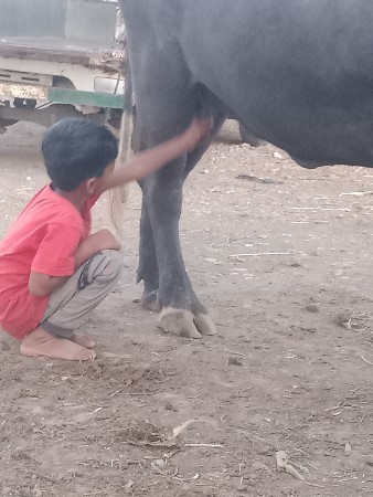 ખડેલોઆઠમયનાનોઘભ