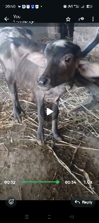 ભેંસ વેચવાની છે