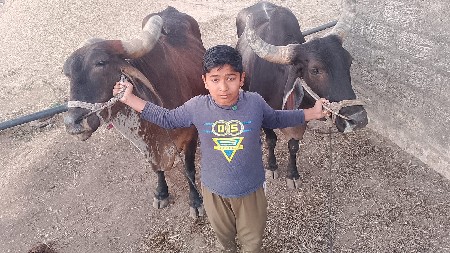 બળદ સાવ સોજા