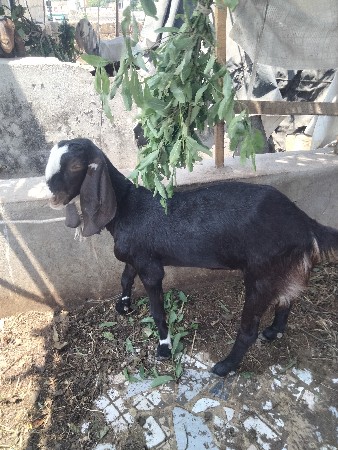 રાજીસતાની બકરી વેચવાની છે