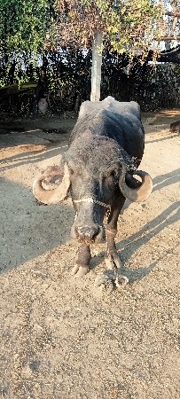 थंबनेल 3