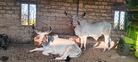 ગોંઢલા વેચવાના