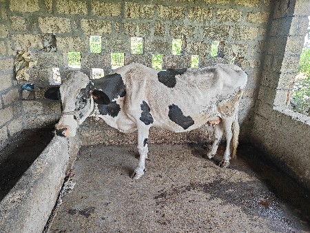 વેચવાની