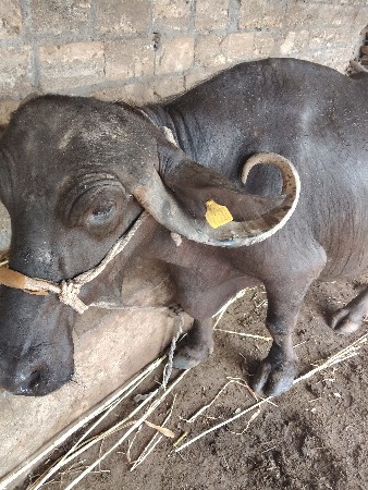 ભેંસ વેચવાની છે,