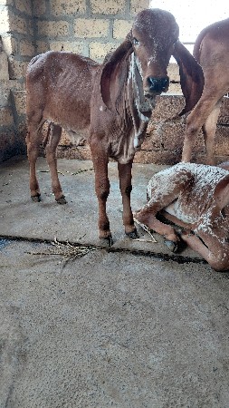 थंबनेल 2