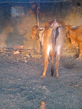 હોડકીવેશવાનીછે