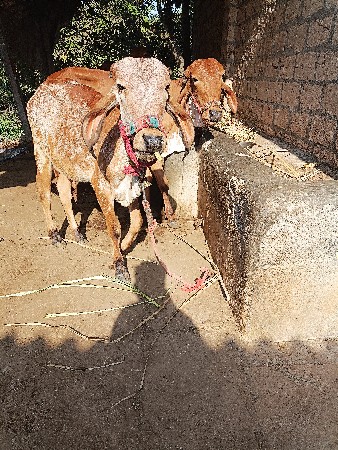 ઞીર વાછડીઓ આપવાની છે