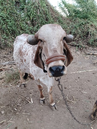 थंबनेल 3