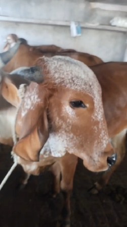 थंबनेल 2