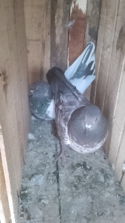 કબુતર વેચવાના મારવાડા ની જોડી