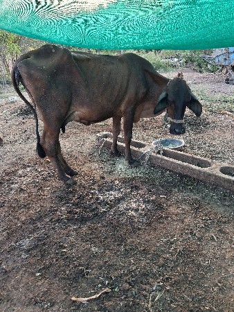 थंबनेल 3