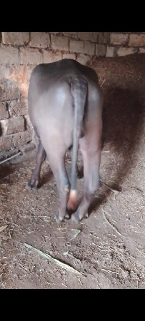 थंबनेल 3