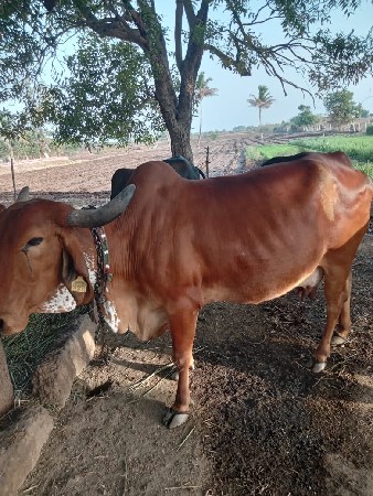 થંબનેલ 2