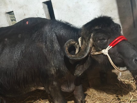 ભેંશ વેચવાની છે