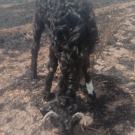 પાઠળુ વેચવાનું છે