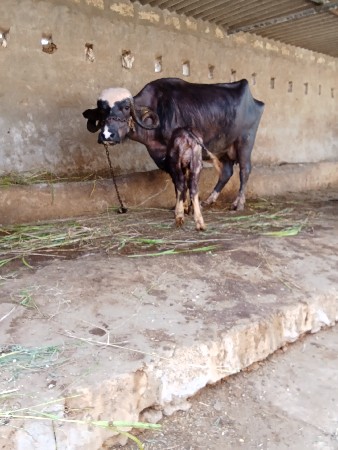 થંબનેલ 4