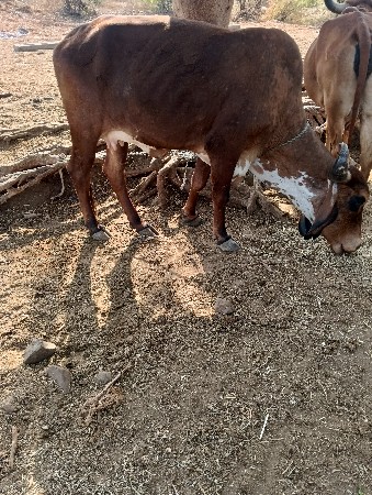 थंबनेल 2