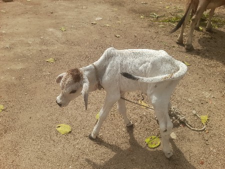 ગાયવેચવાનીછે4થુવેતર