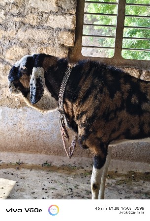 ગુજરી બકરો