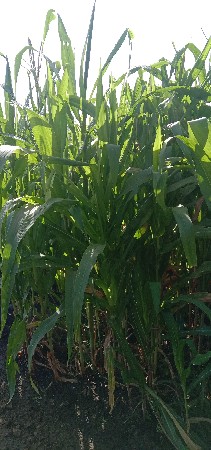 લીલી મકાઈ નો સારો