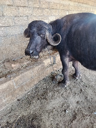 ભેંસ વેચવાની છે