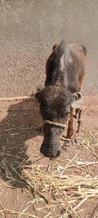 ખડેલી વેચવાની છે