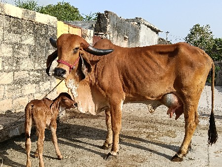 थंबनेल 3