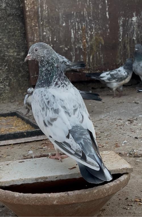 थंबनेल 3