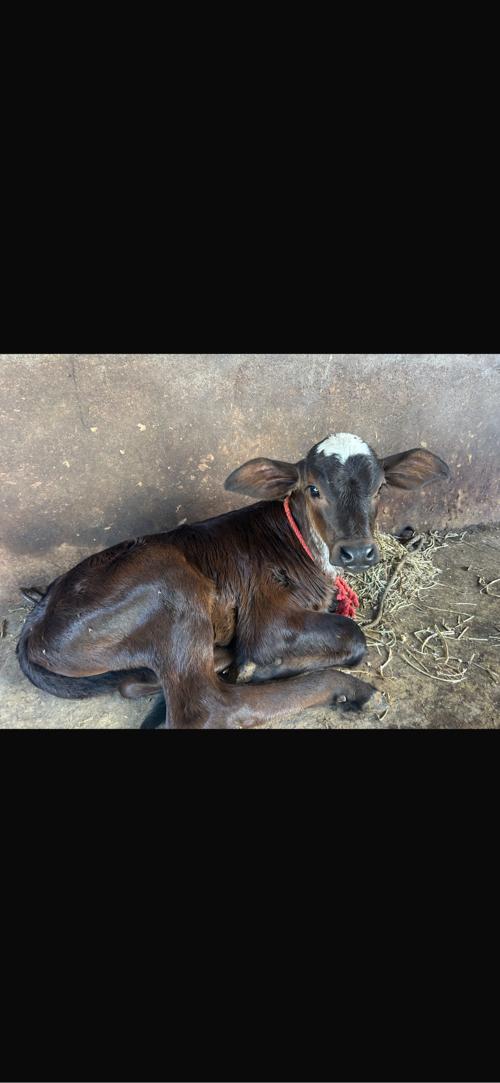 थंबनेल 3